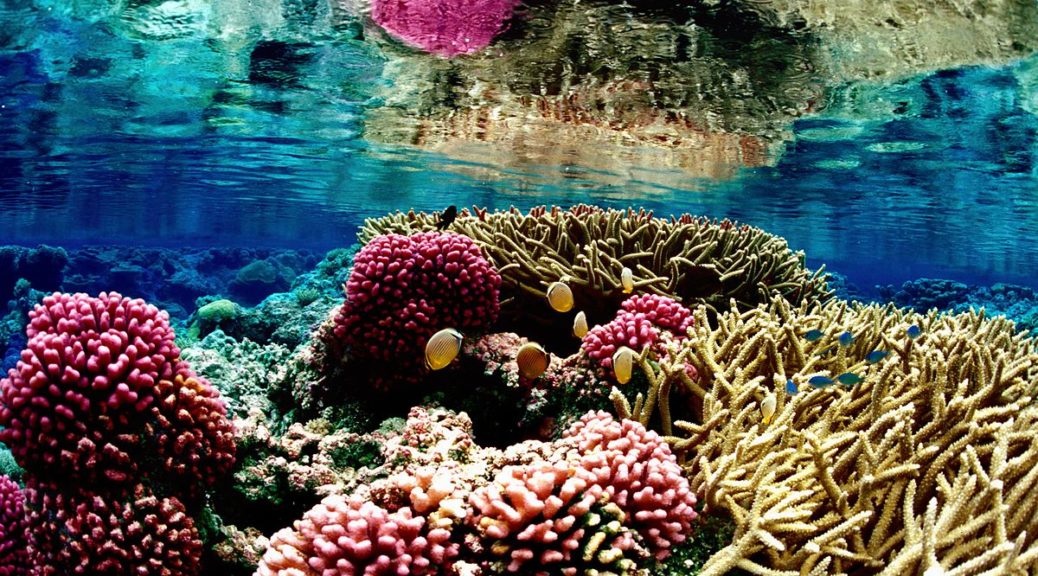 Biology: A coral reef